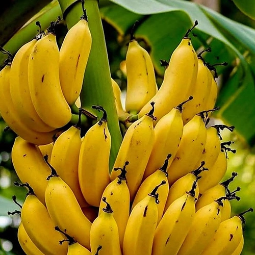 Supporting food businesses with quality banana