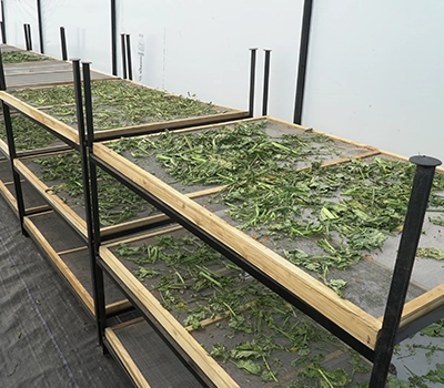 Controlled Solar Drying of Moringa