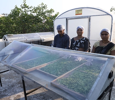 Cooling and Protective Packaging of Moringa