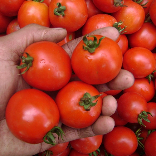 Supporting food businesses with quality tomato