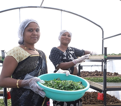 Leaf Handling and Product Preparation