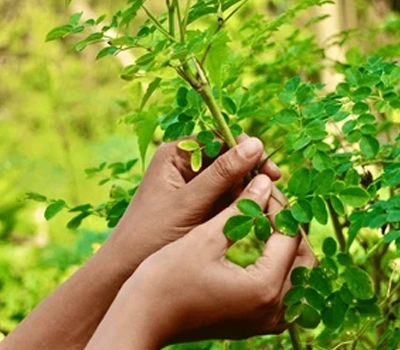 Harvesting and Leaf Selection of Moringa