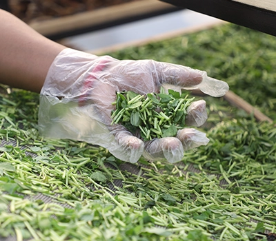 Quality and Moisture Monitoring for Moringa